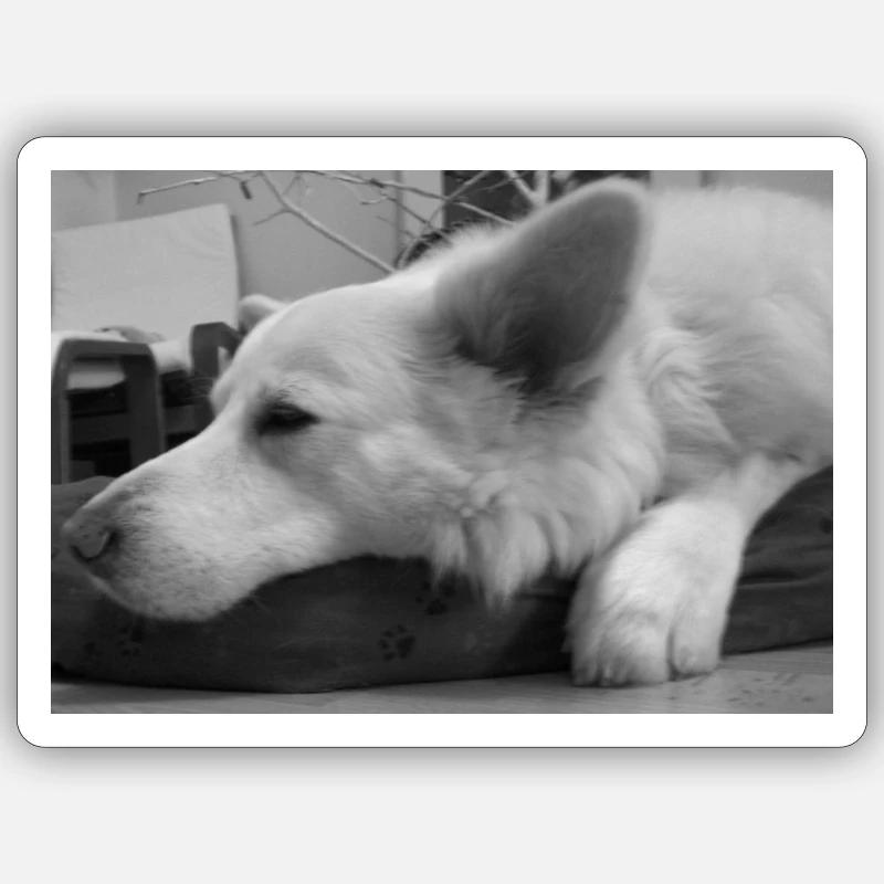 Cohen in Schwarz Weiss - Sticker Größe S (10 x 10 cm) - Mattweiß