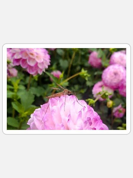 Rosa Dahlie mit Schnake – Makro Naturfotografie - Sticker Größe S (10 x 10 cm) - Mattweiß