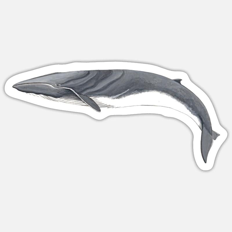 Finnwal - Finnwal - Rorqual commun - Sticker Größe S (10 x 10 cm) - Mattweiß