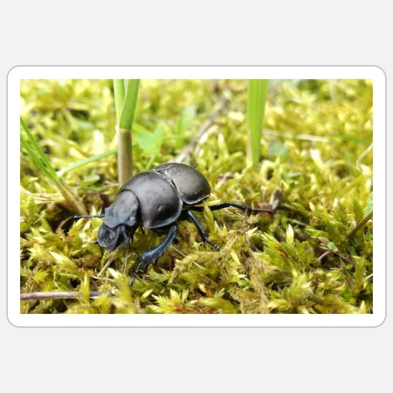 Dung beetle poster Sticker size S (10 x 10 cm)