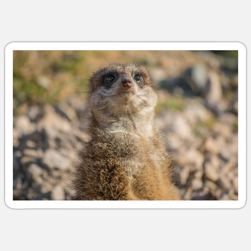 Suricate (Suricata suricatta) suricate - Sticker taille S (10 x 10 cm) - blanc mat