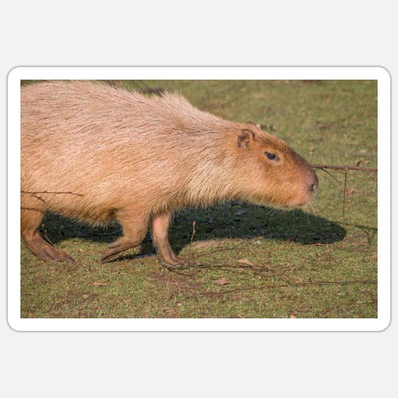Capybara capybara (Hydrochoerus hydrochaeris) - Sticker size S (10 x 10 cm) - white matte