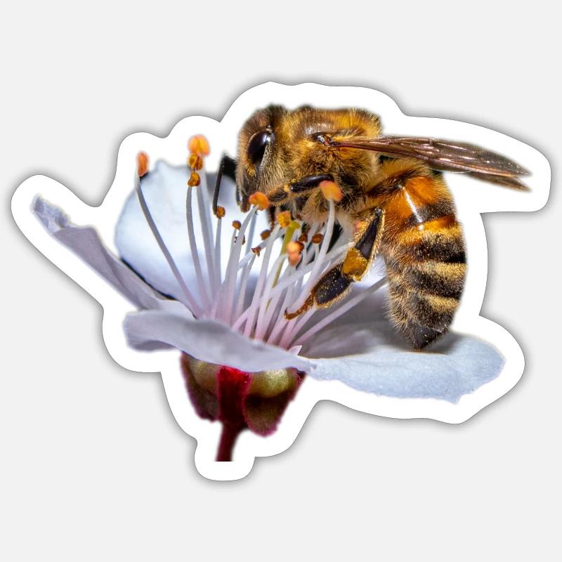 Bee / Bee - Sticker size S (10 x 10 cm) - white matte