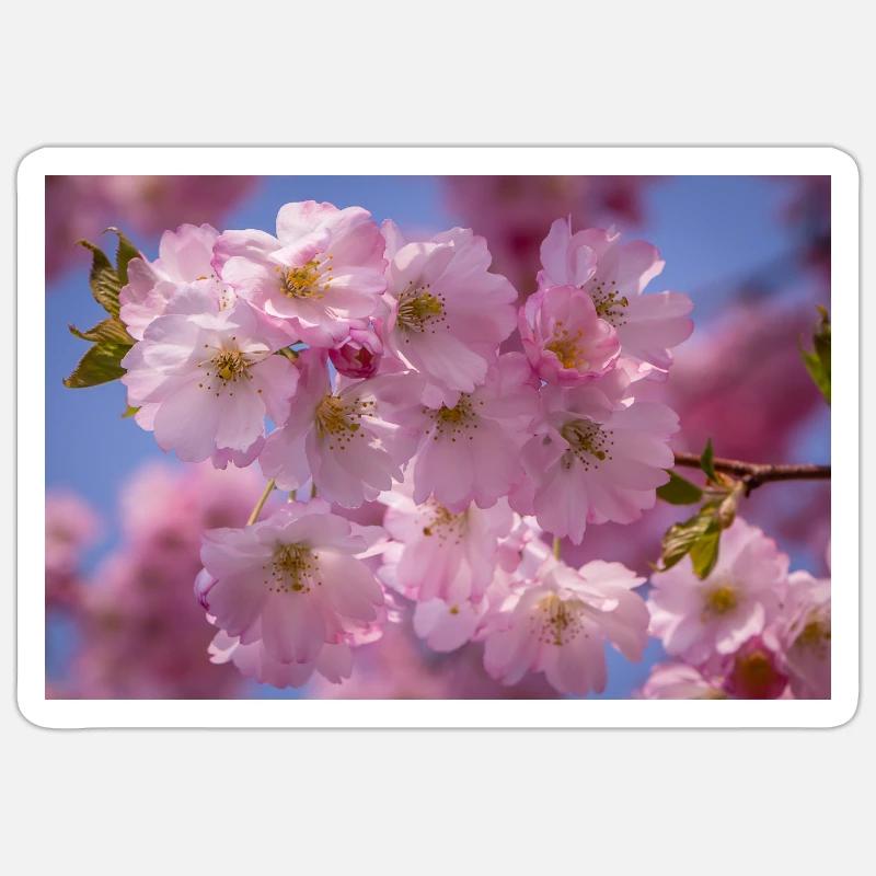 Fleurs de cerisier suivies de fleurs roses - Sticker taille S (10 x 10 cm) - blanc mat