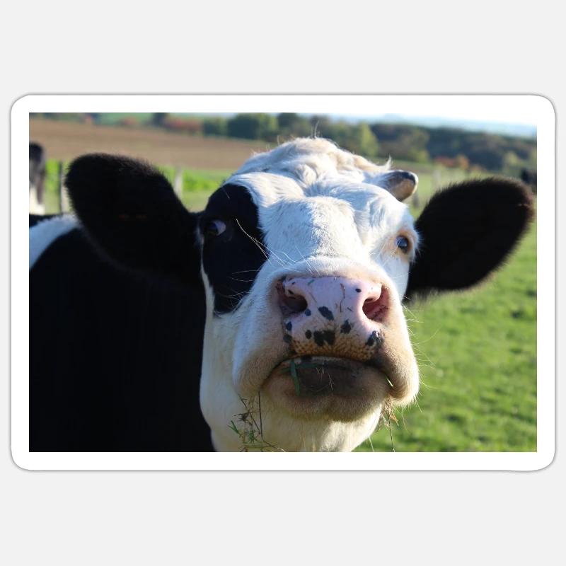 Affiche vache Sticker taille S (10 x 10 cm)