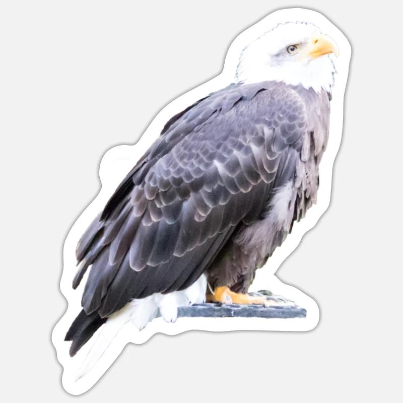 Aigle - Sticker taille S (10 x 10 cm) - blanc mat