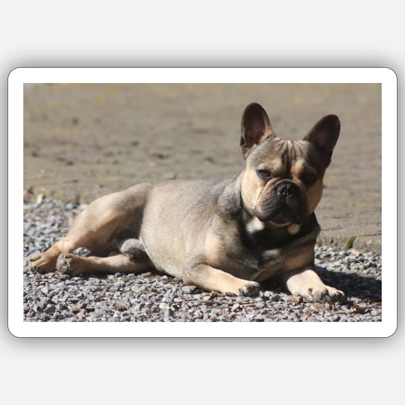French Bulldog Devil little Molosser - Sticker size S (10 x 10 cm) - white matte