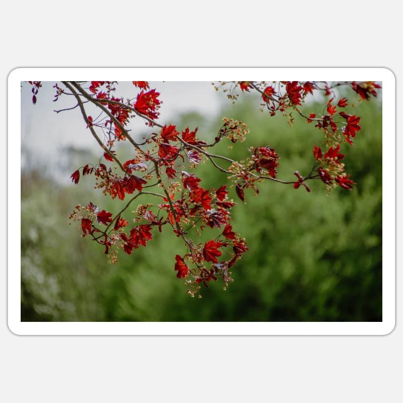 rote Herbstblätter - Sticker Größe S (10 x 10 cm) - Mattweiß