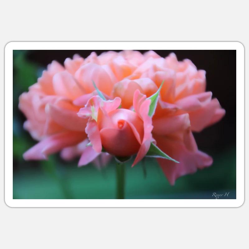 Rose - Sticker taille S (10 x 10 cm) - blanc mat