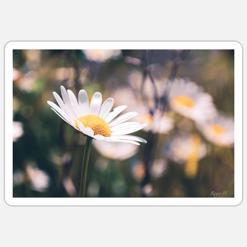Daisy - Sticker size S (10 x 10 cm) - white matte