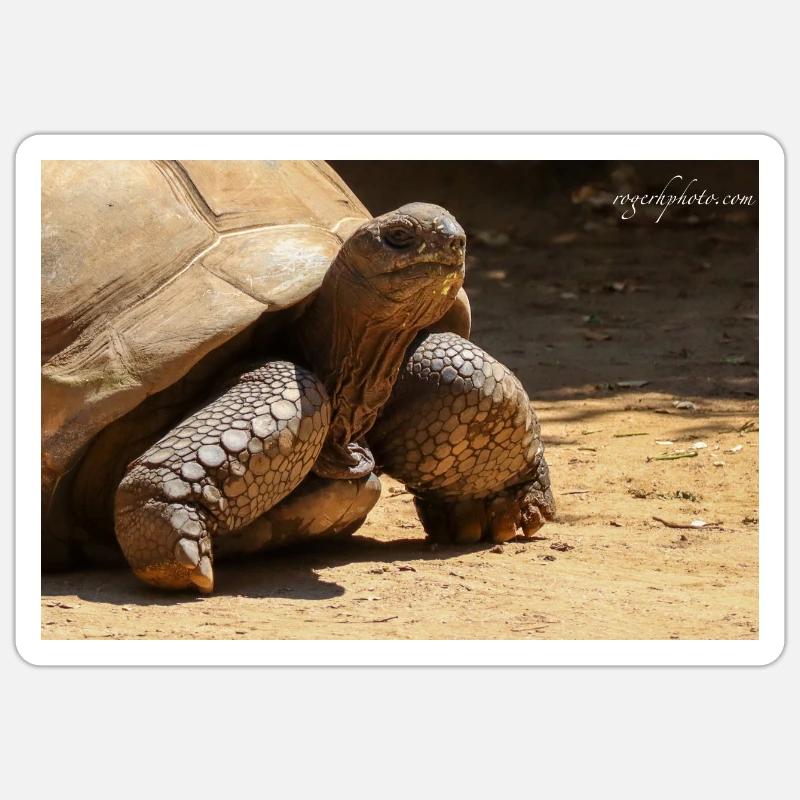 Galapagos Risen Turtle Sticker size S (10 x 10 cm)