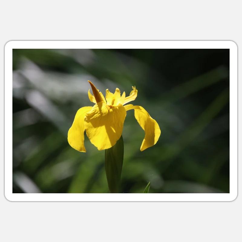 Iris Lily Fleur Jaune Sticker taille S (10 x 10 cm)