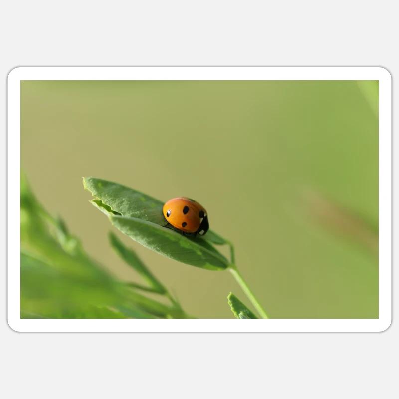 Coccinelle Coléoptère May Beetle - Sticker taille S (10 x 10 cm) - blanc mat