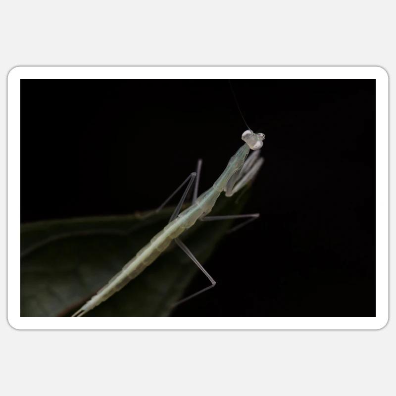 Sinomantis denticulata Nymphe - Glasmantis - Sticker Größe S (10 x 10 cm) - Mattweiß
