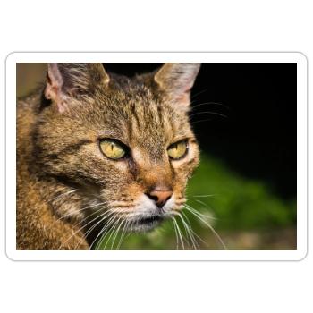 Portrait de chat - Sticker taille S (10 x 10 cm) - blanc mat - Devant