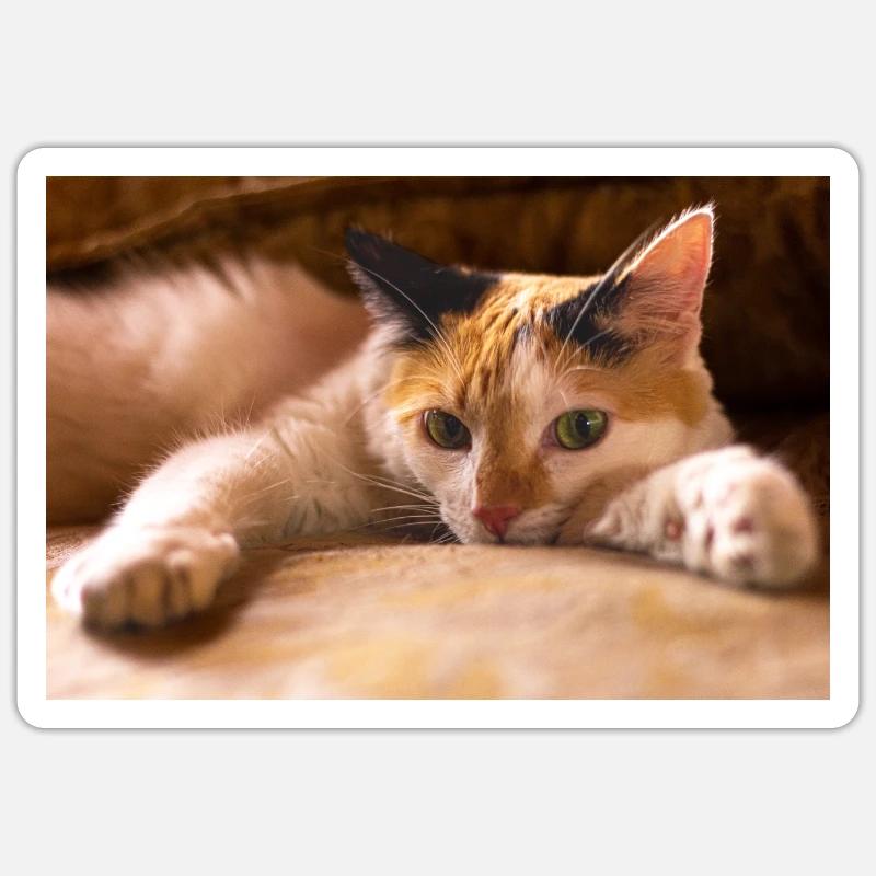 le chat Sticker taille S (10 x 10 cm)