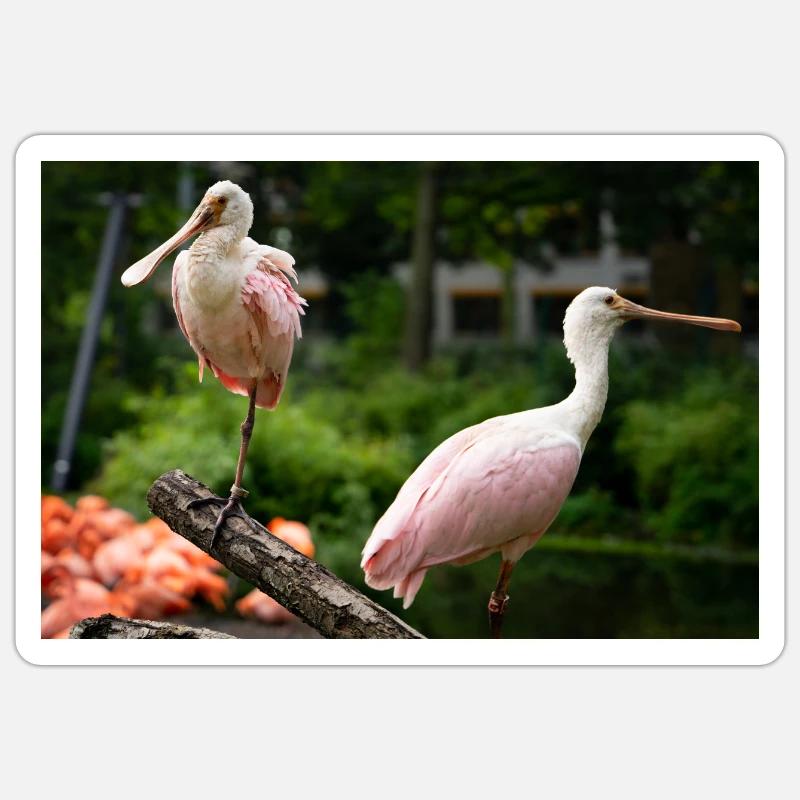 Spoonbill Sticker size S (10 x 10 cm)