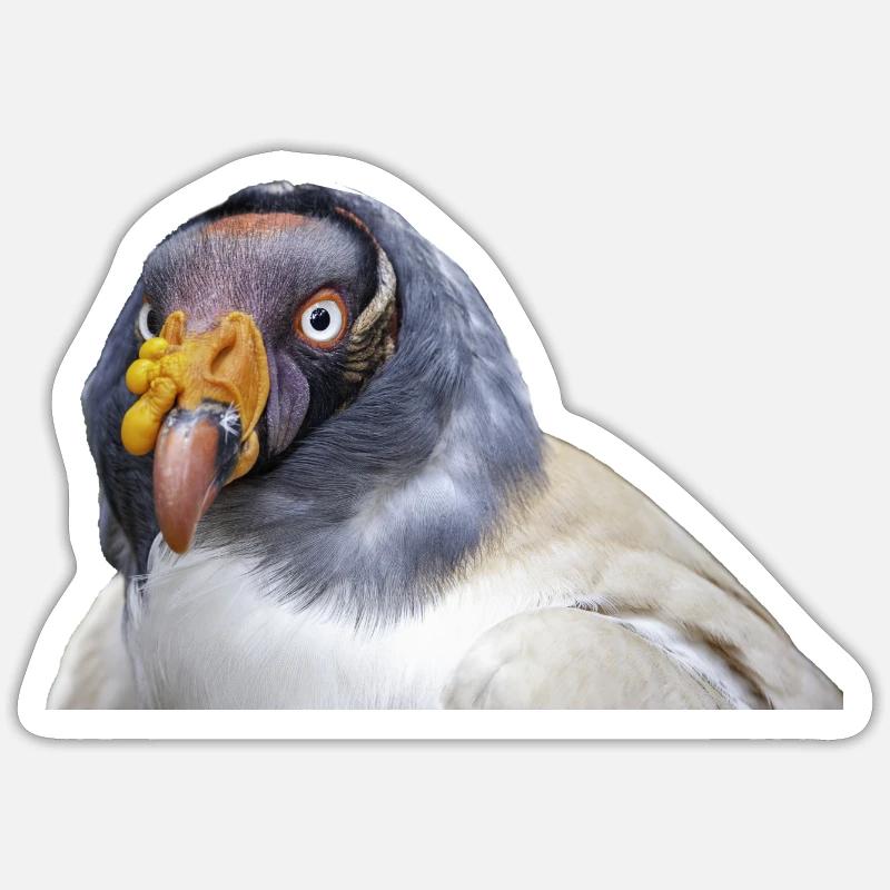 Das Portrait eines Königsgeier Sticker Größe S (10 x 10 cm)