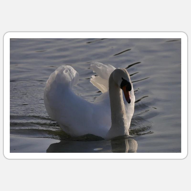 Schwan Poster - Sticker Größe S (10 x 10 cm) - Mattweiß
