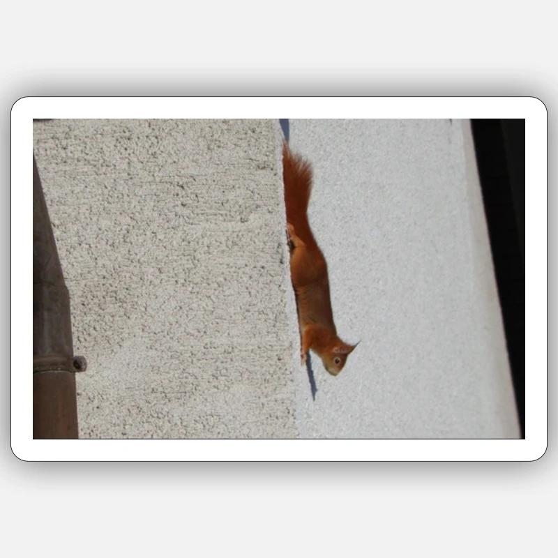 Squirrel Sticker size S (10 x 10 cm)