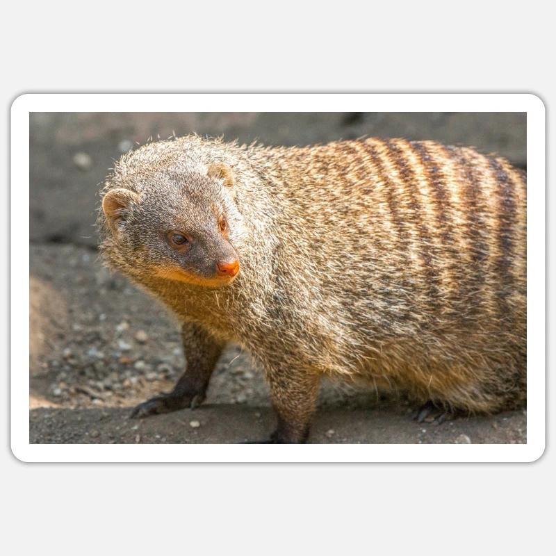 Gebänderte Manguste oder Zebramanguste - Sticker Größe S (10 x 10 cm) - Mattweiß