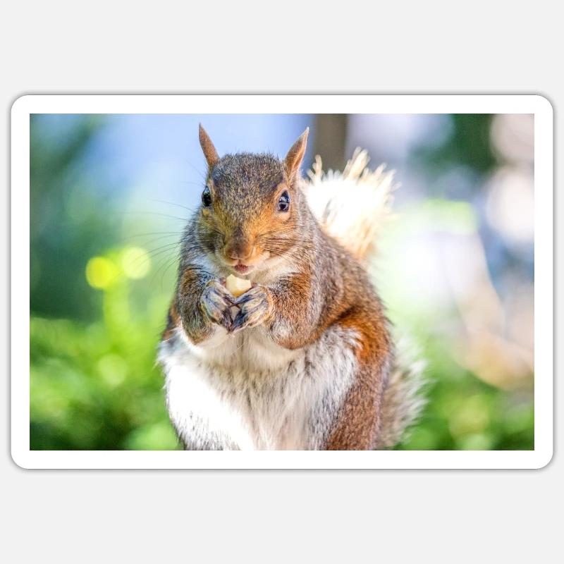 Grauhörnchen essen Sticker Größe S (10 x 10 cm)