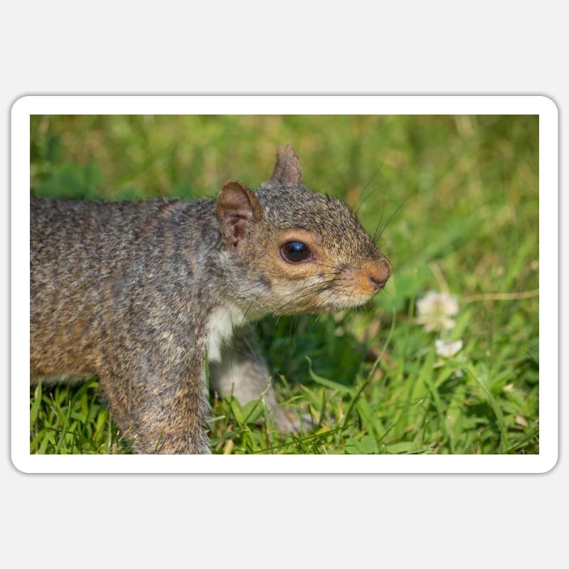 Écureuil gris Grauhörnchen Sciurus carolinensis Sticker taille S (10 x 10 cm)