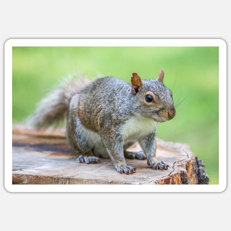Grauhörnchen Sciurus carolinensis Sticker Größe S (10 x 10 cm)