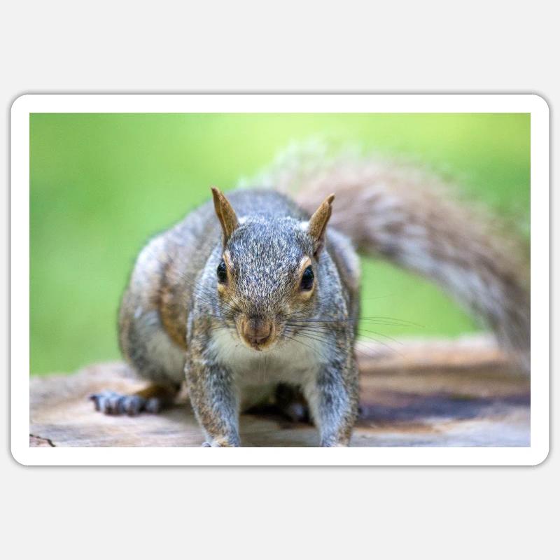 Grauhörnchen Sciurus carolinensis - Sticker Größe S (10 x 10 cm) - Mattweiß