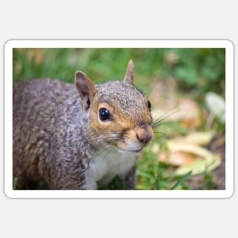 Grauhörnchen Sciurus Sticker Größe S (10 x 10 cm)