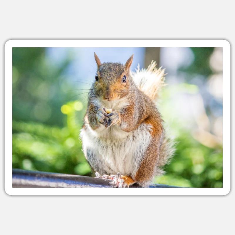 Essen Grauhörnchen Grauhörnchen Sciurus carolin Sticker Größe S (10 x 10 cm)