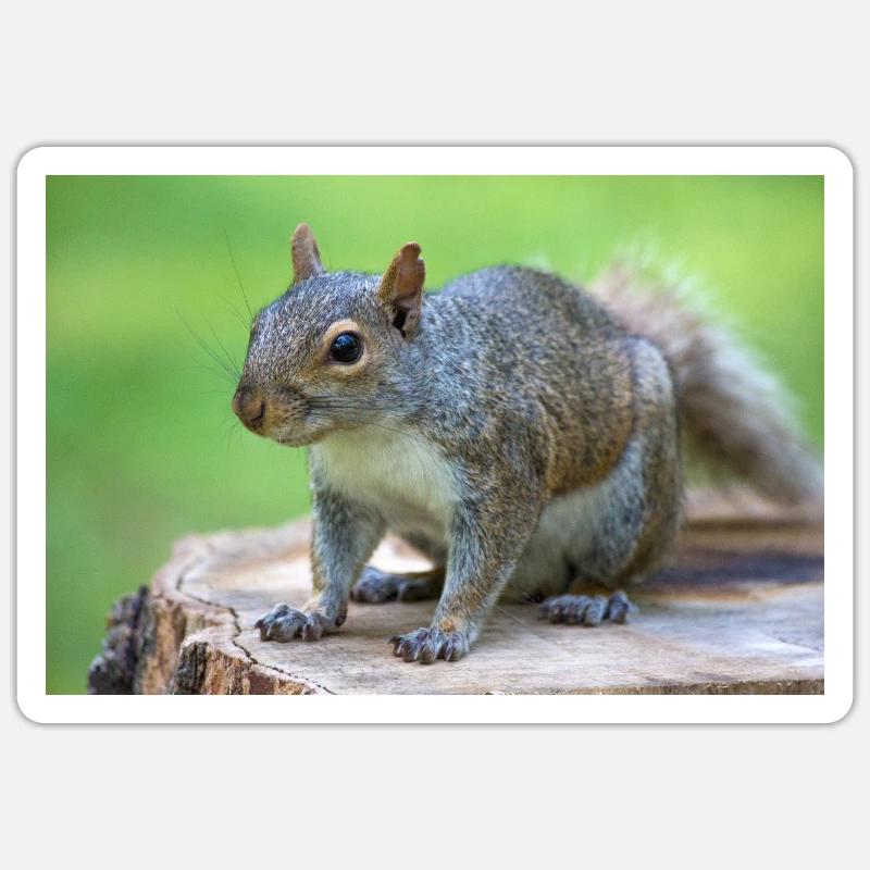 Écureuil gris Grauhörnchen Sciurus carolinensis Sticker taille S (10 x 10 cm)