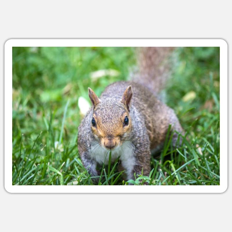 Grauhörnchen Sciurus carolinensis - Sticker Größe S (10 x 10 cm) - Mattweiß