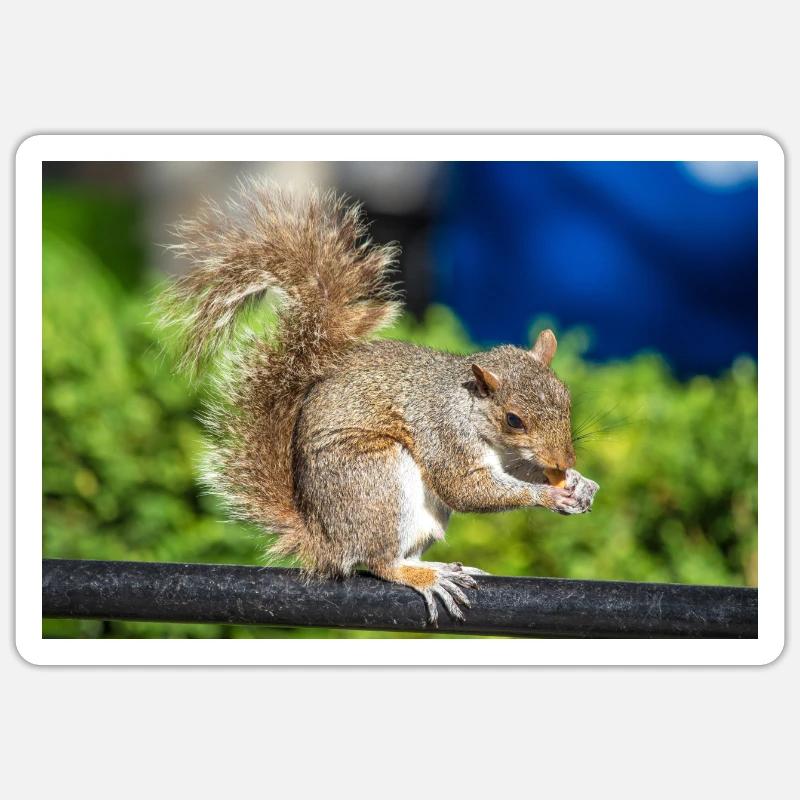 Eating Grey squirrel Grauhörnchen Sciurus carolin Sticker size S (10 x 10 cm)