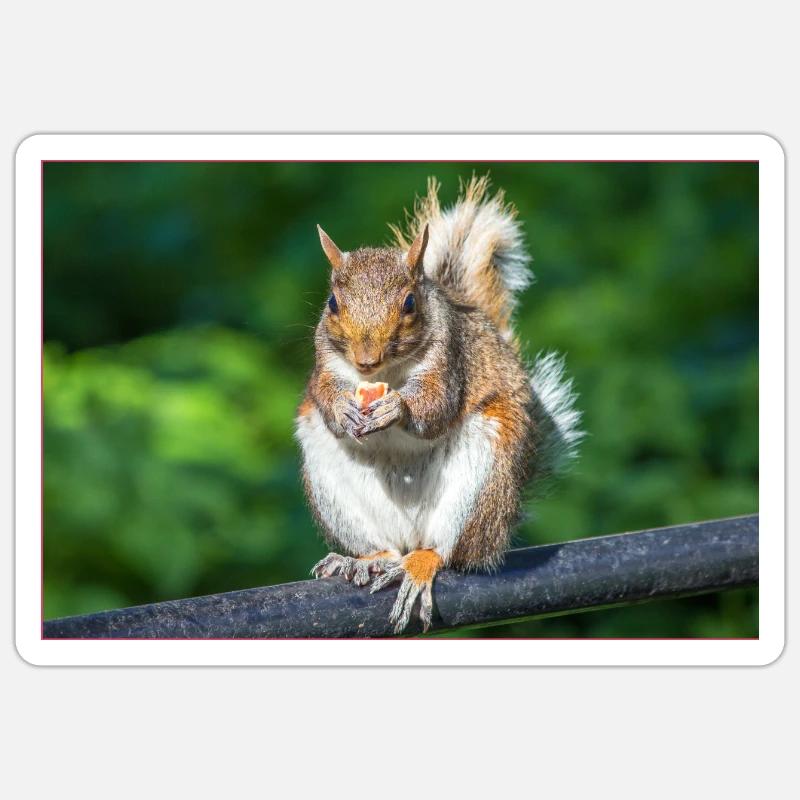Essen Grauhörnchen Grauhörnchen Sciurus caroline - Sticker Größe S (10 x 10 cm) - Mattweiß