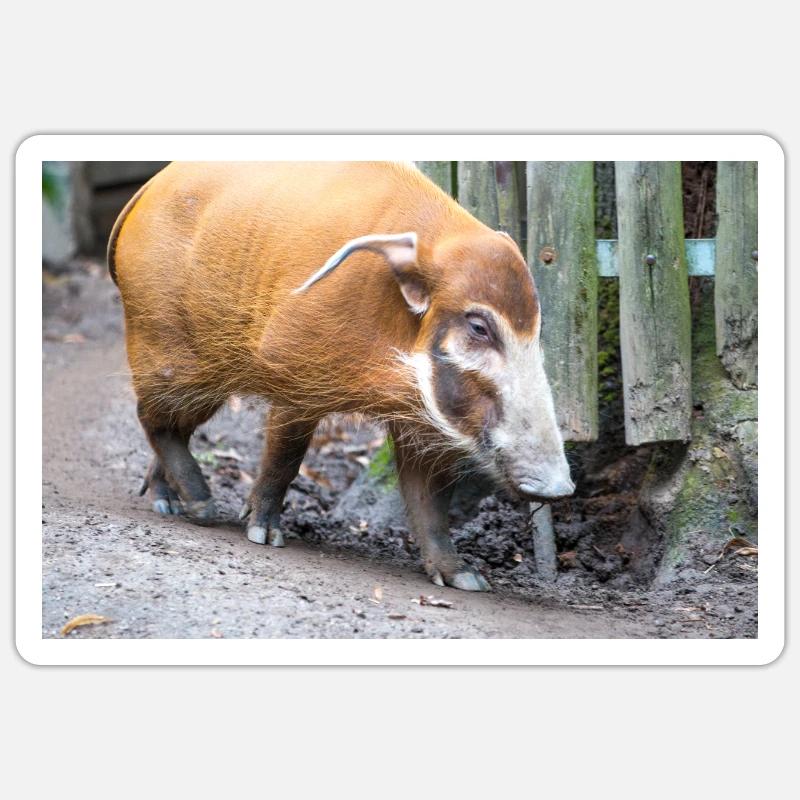 Buschschwein oder Rotflussschwein Pinselohrschwein - Sticker Größe S (10 x 10 cm) - Mattweiß