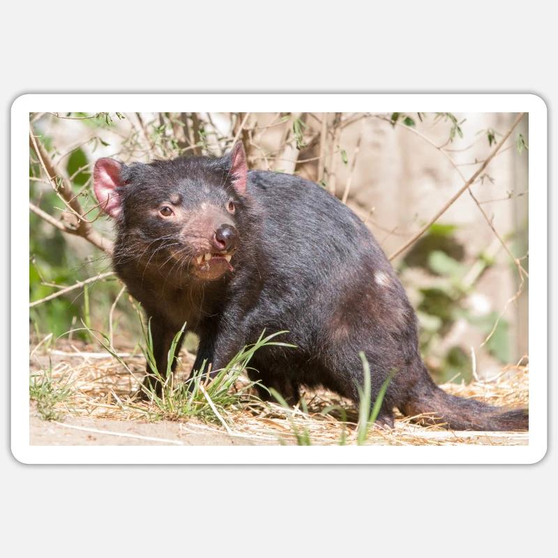 Tasmanian Devil (in german Beutelteufel) - Sticker size S (10 x 10 cm) - white matte