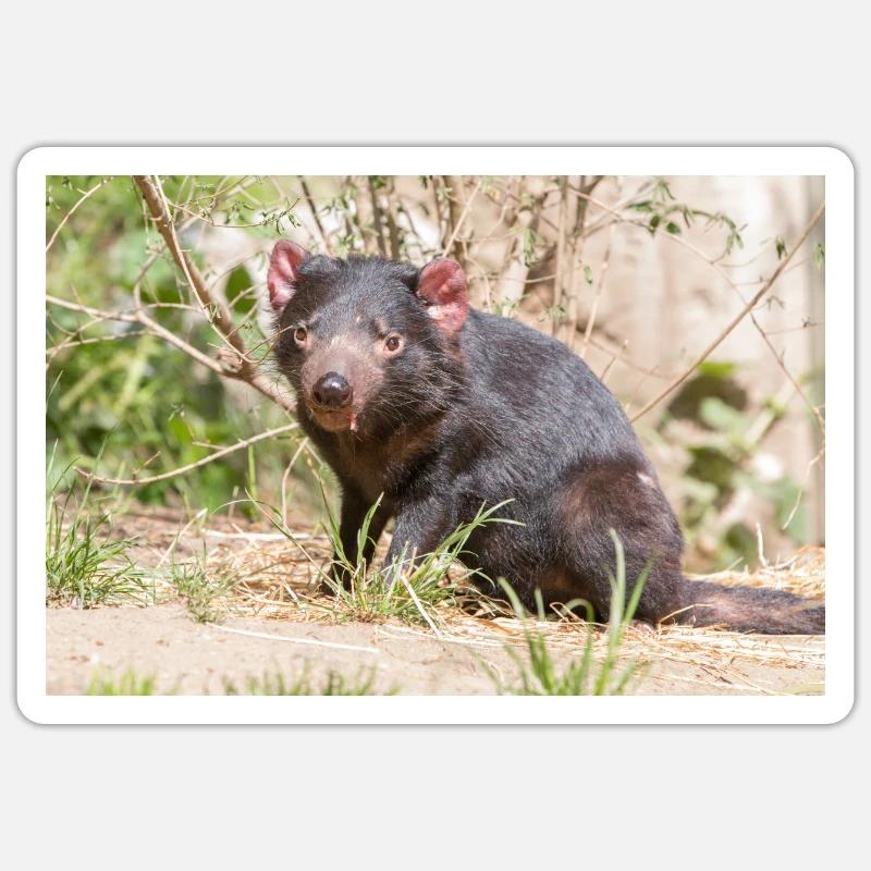 Tasmanian Devil (in german Beutelteufel) Sticker size S (10 x 10 cm)