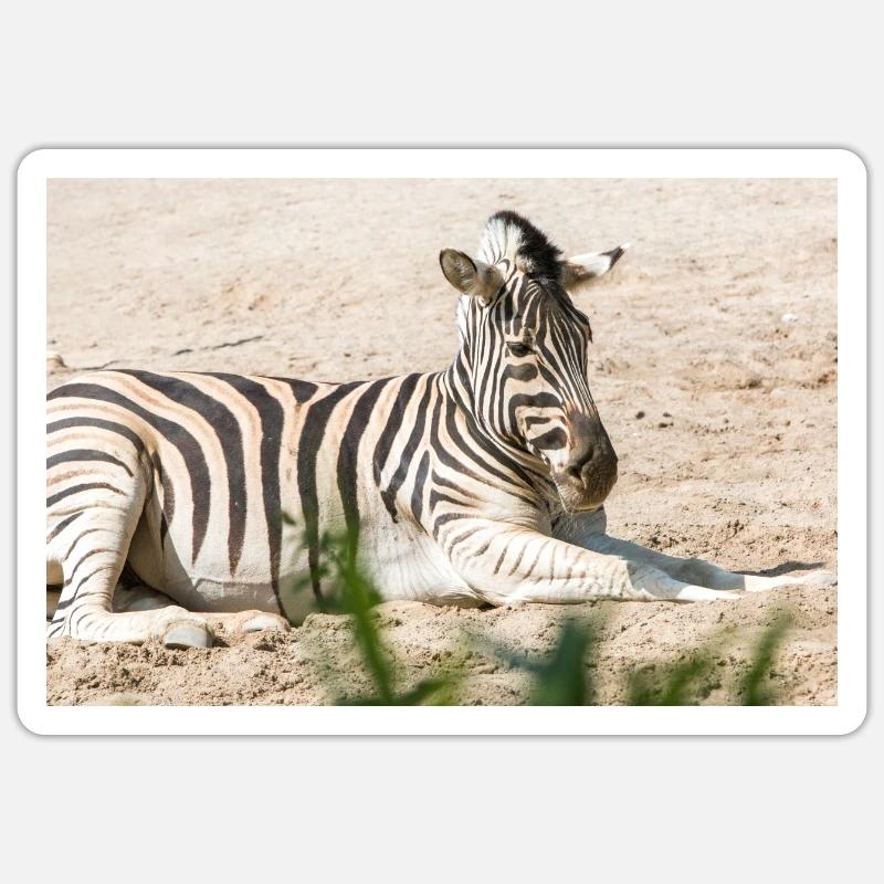 Zebra (auf Deutsch Zebra oder Zebras) Hippotigris Sticker Größe S (10 x 10 cm)