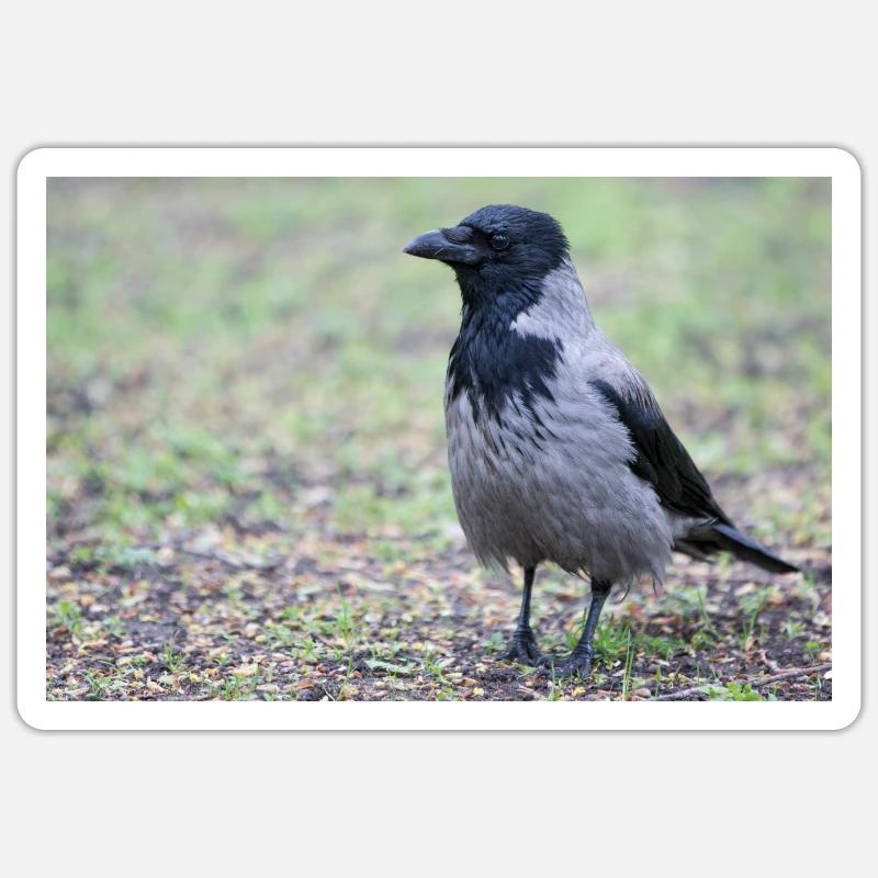 Carrion Crow (Aaskrähe, Corvus corone) Sticker size S (10 x 10 cm)