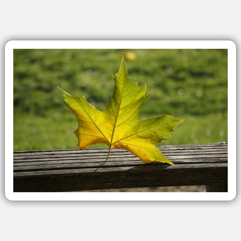 Feuille d’érable solitaire Sticker taille S (10 x 10 cm)