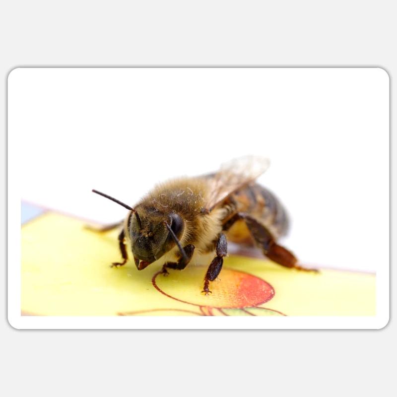 Image d’abeille Sticker taille S (10 x 10 cm)