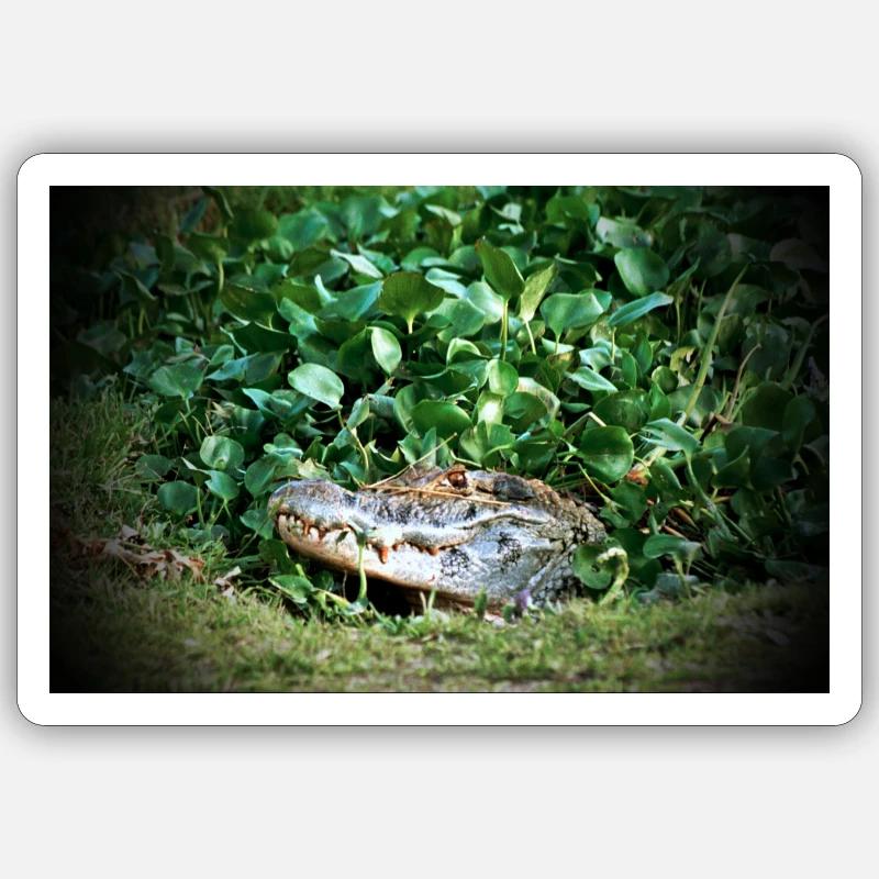 Caiman - 2 Sticker taille S (10 x 10 cm)