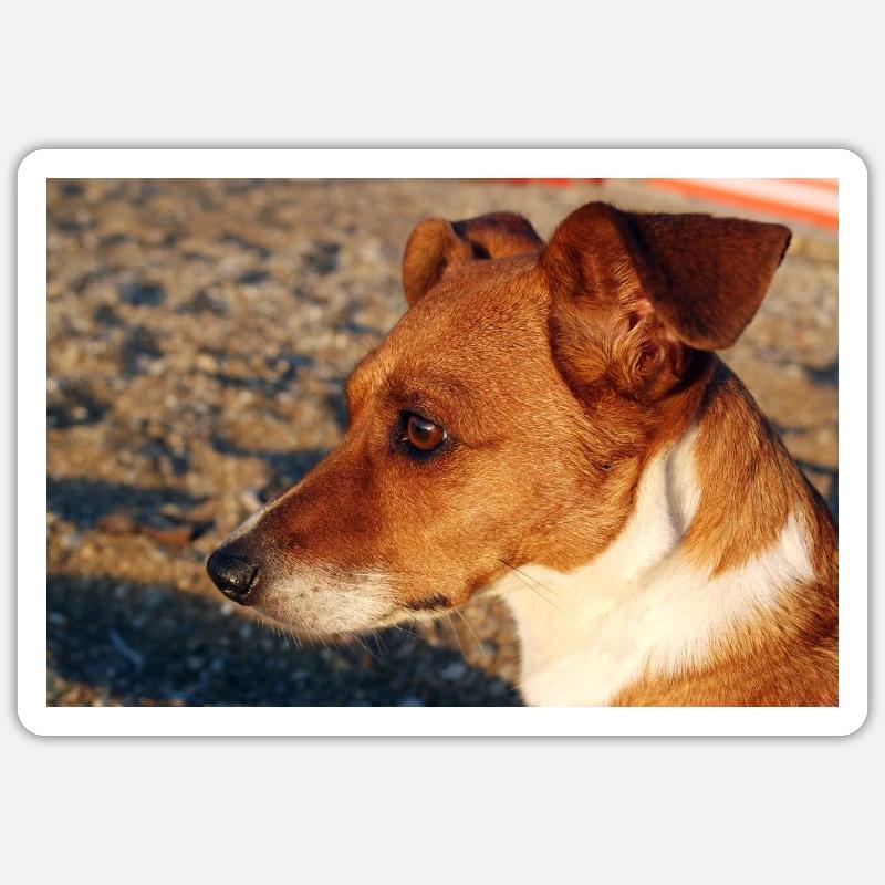 Jack Russell am Strand Sticker Größe S (10 x 10 cm)