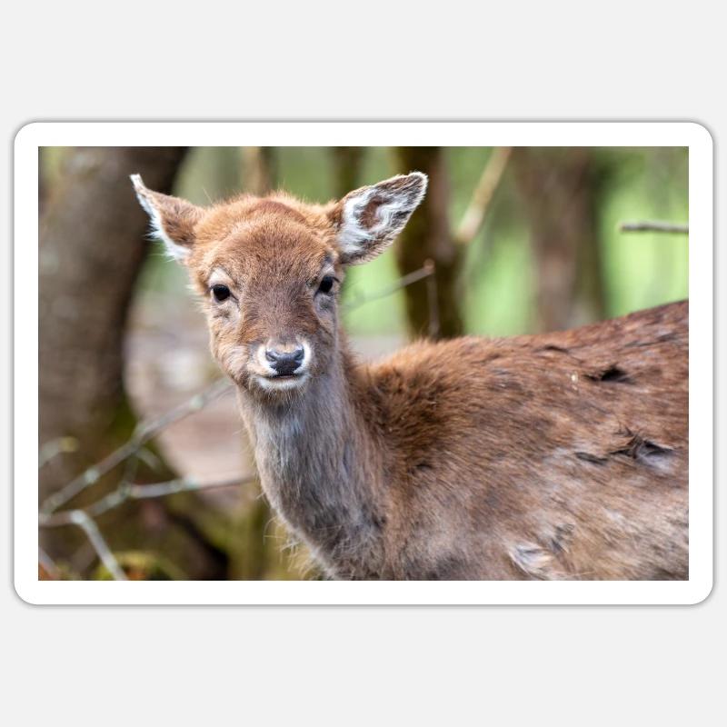 Fallow Deer (in german Damwild or Damhirsch) Dama Sticker size S (10 x 10 cm)