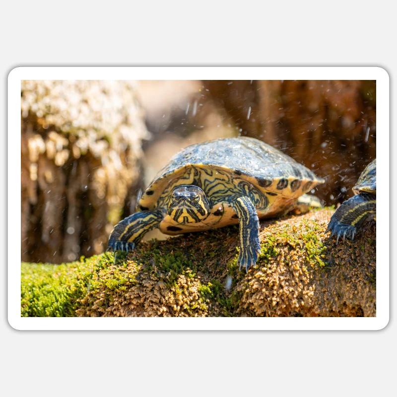 Yellow-bellied slider Trachemys scripta scripta - Sticker size S (10 x 10 cm) - white matte