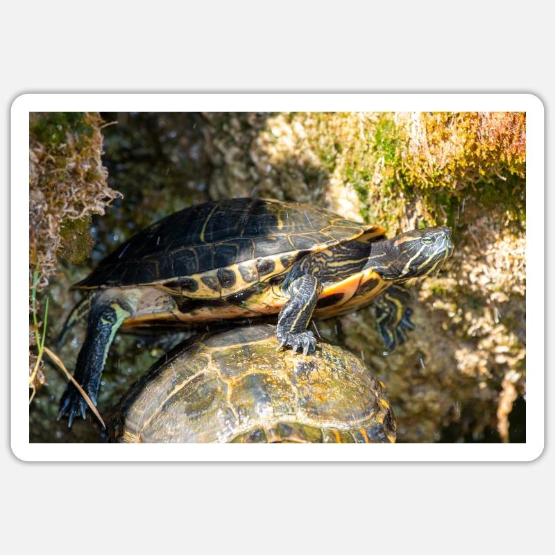 Trachemys scripta scripta scripta Sticker taille S (10 x 10 cm)