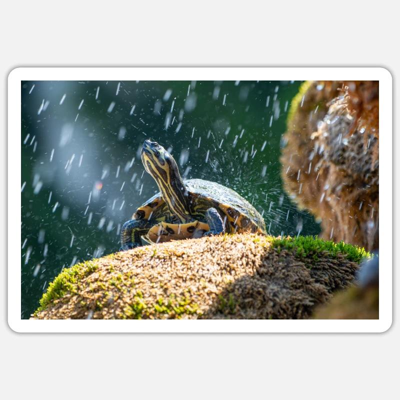 Yellow-bellied slider Trachemys scripta scripta - Sticker size S (10 x 10 cm) - white matte