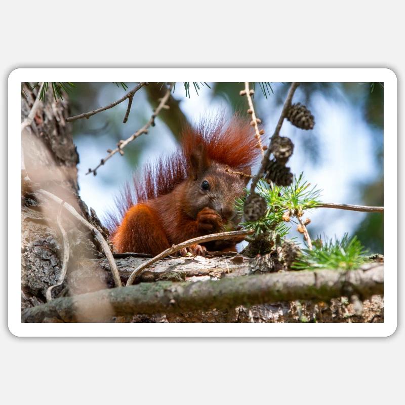 écureuil (en allemand Eichhörnchen) Sciurus - Sticker taille S (10 x 10 cm) - blanc mat