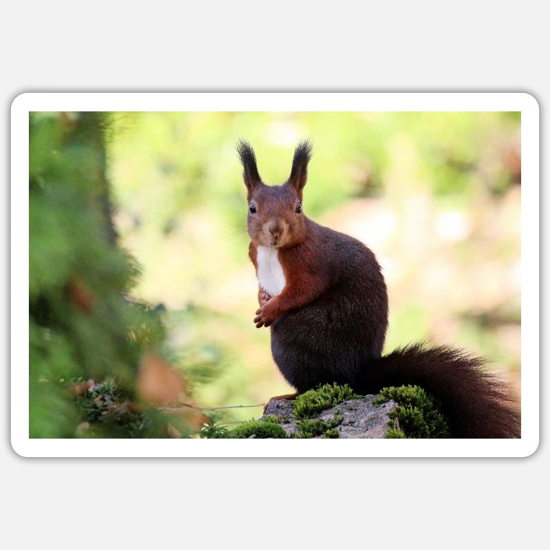 Eichhörnchen Sticker Größe S (10 x 10 cm)